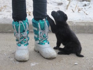 Wish I could adopt a cute little guy like this one!