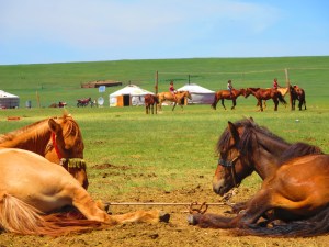 A horse's view of a nomadic herding camp